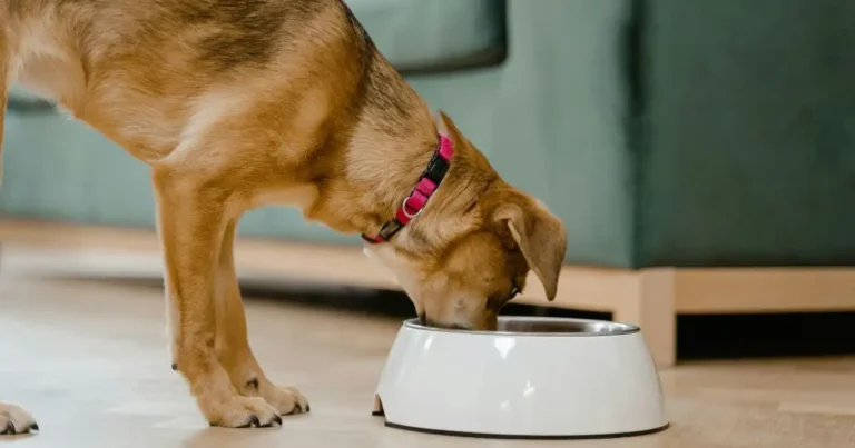 Best Dog Food for Puppies