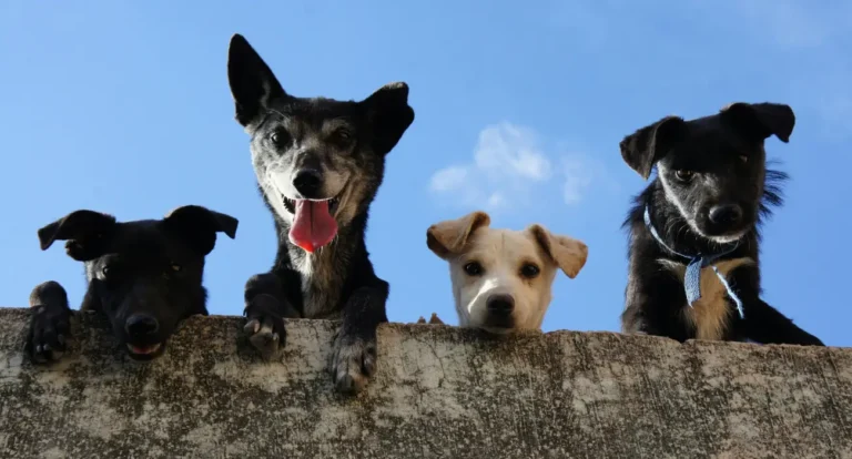 The 10 Most Popular Dog Breeds in America: Find Your Perfect Companion