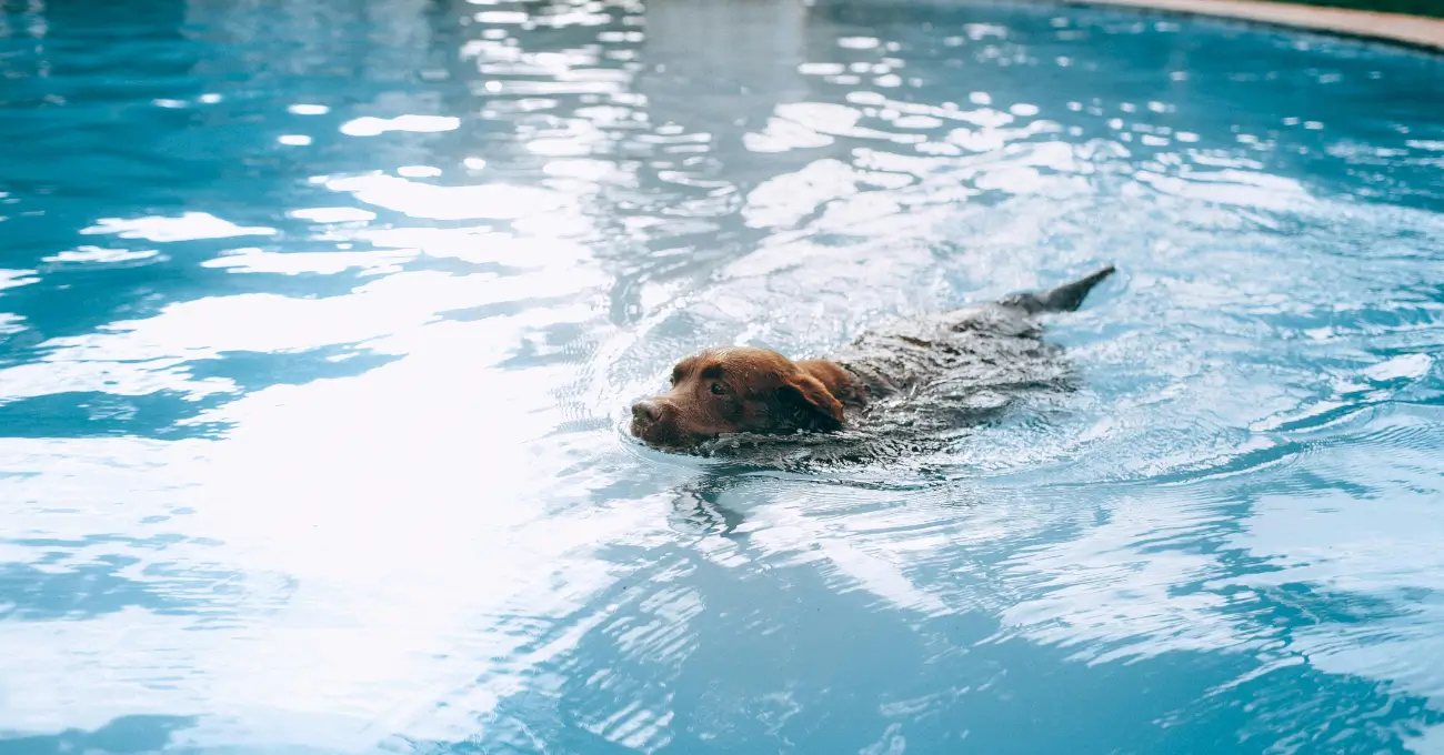 Dog Swimming Pools