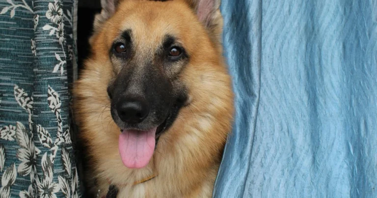 German Shepherd life expectancy