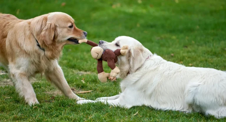 Golden Retrievers