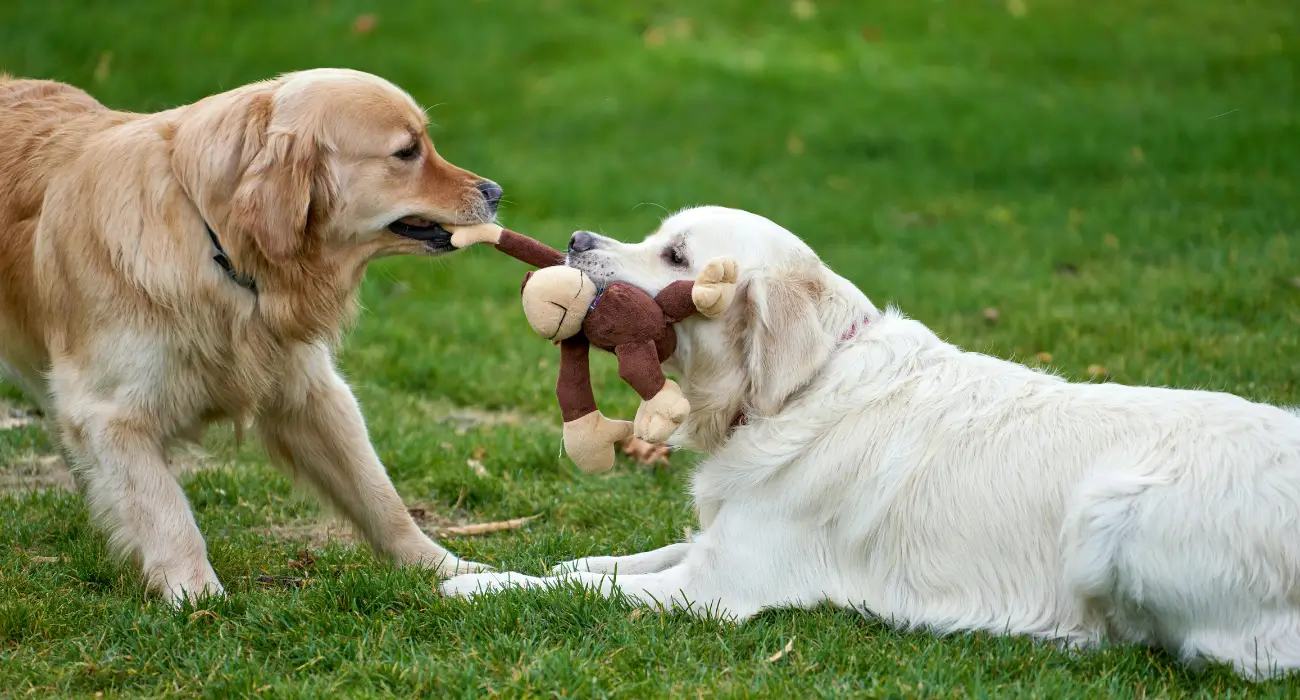 Golden Retrievers