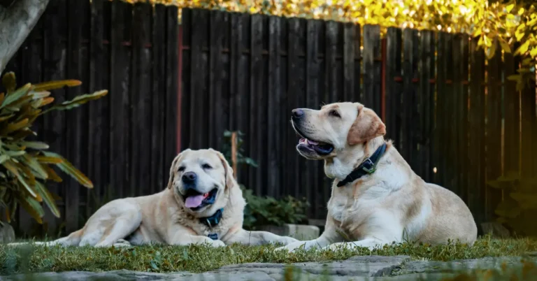 Labrador vs Golden Retriever