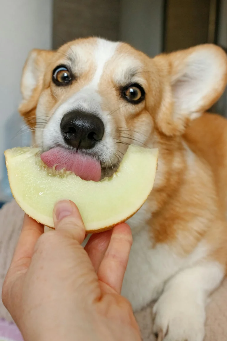 Wet Food for Dogs