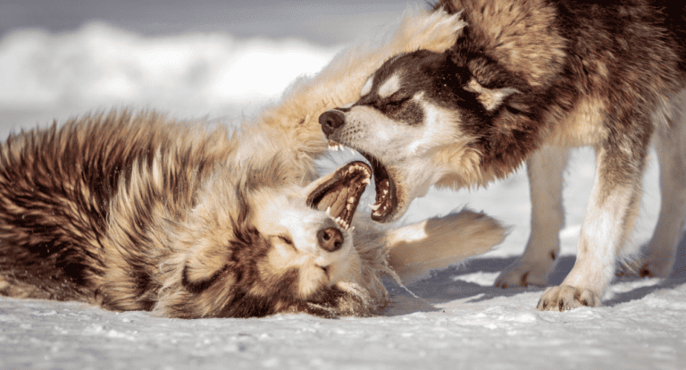 How Often Do Dogs Need a Rabies Vaccine