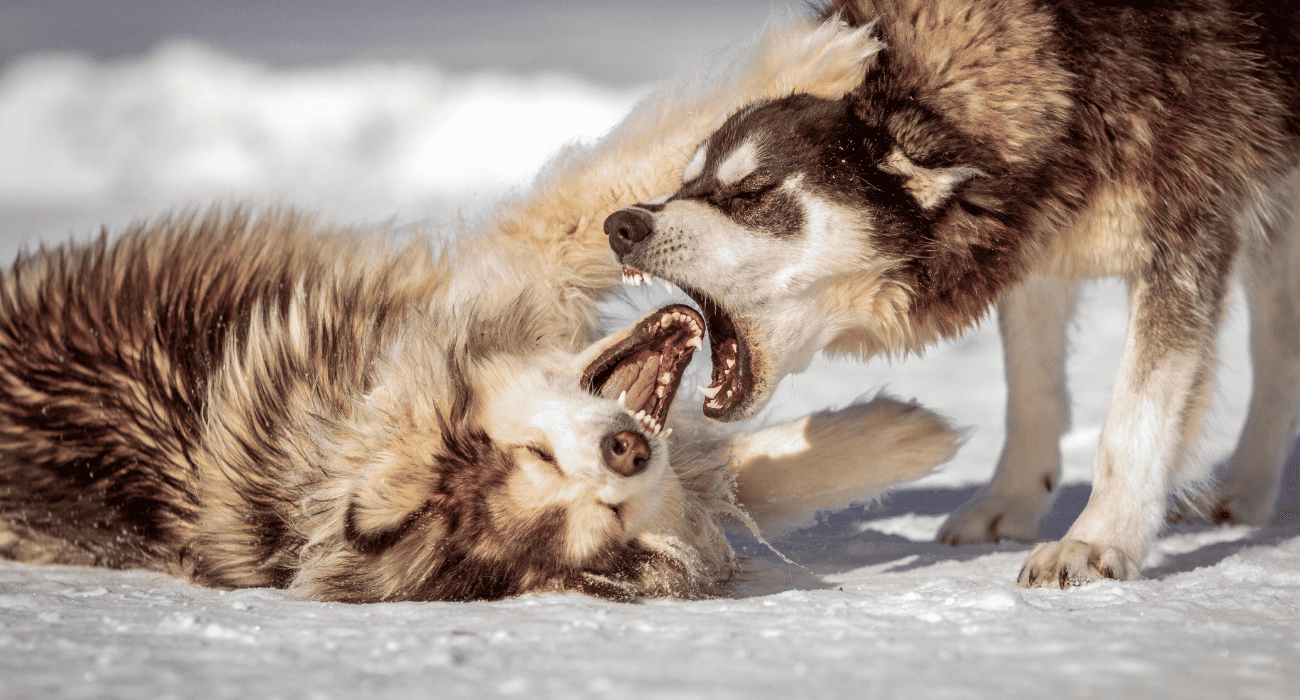 How Often Do Dogs Need a Rabies Vaccine