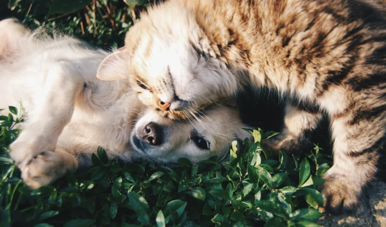 How to Introduce a Senior Dog to a Kitten