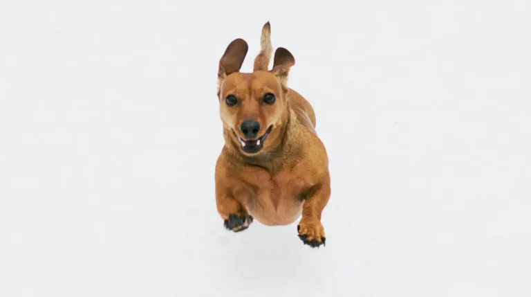 Hyperactive Dog