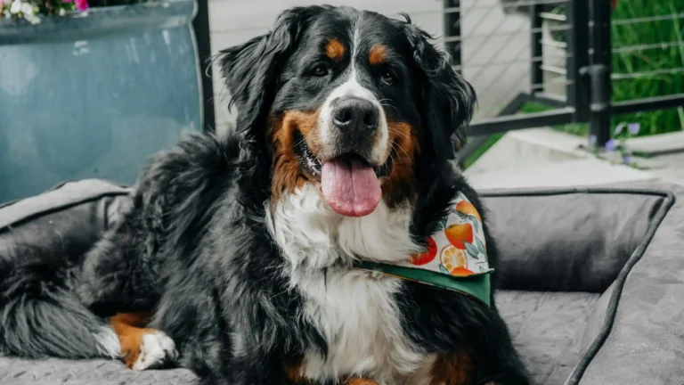 bernese mountain dog weight