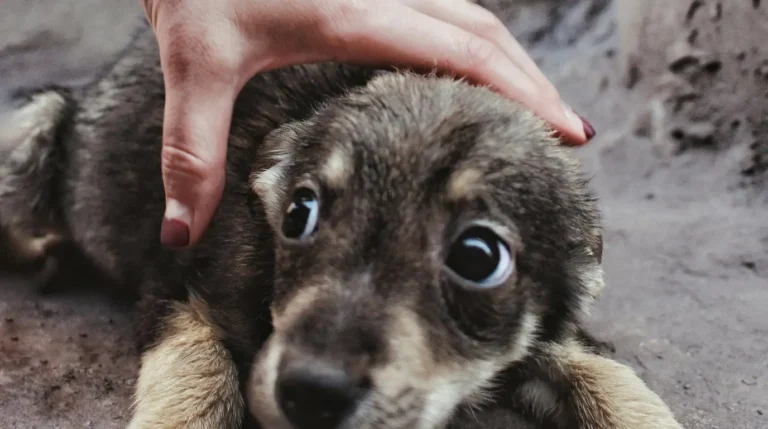 dog cared
