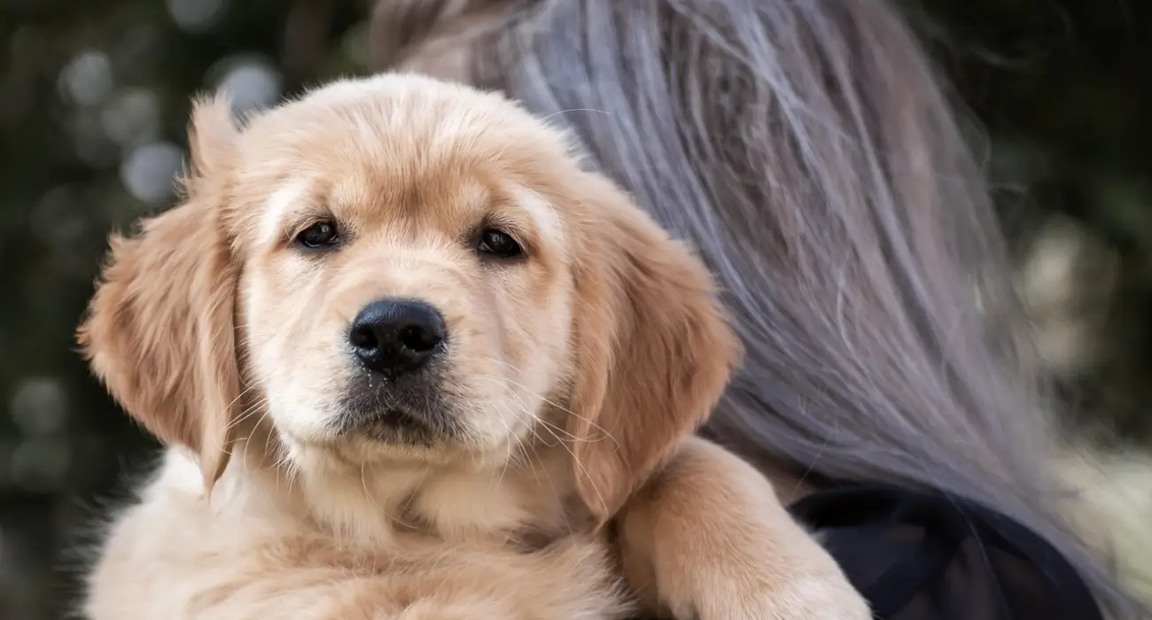 Golden Retriever Puppy
