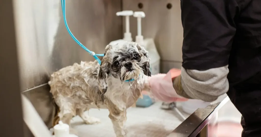 Potty Train a Puppy