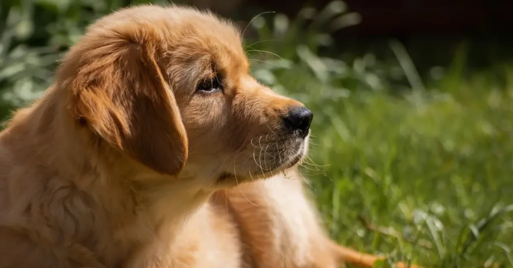 Red Golden Retriever Puppies