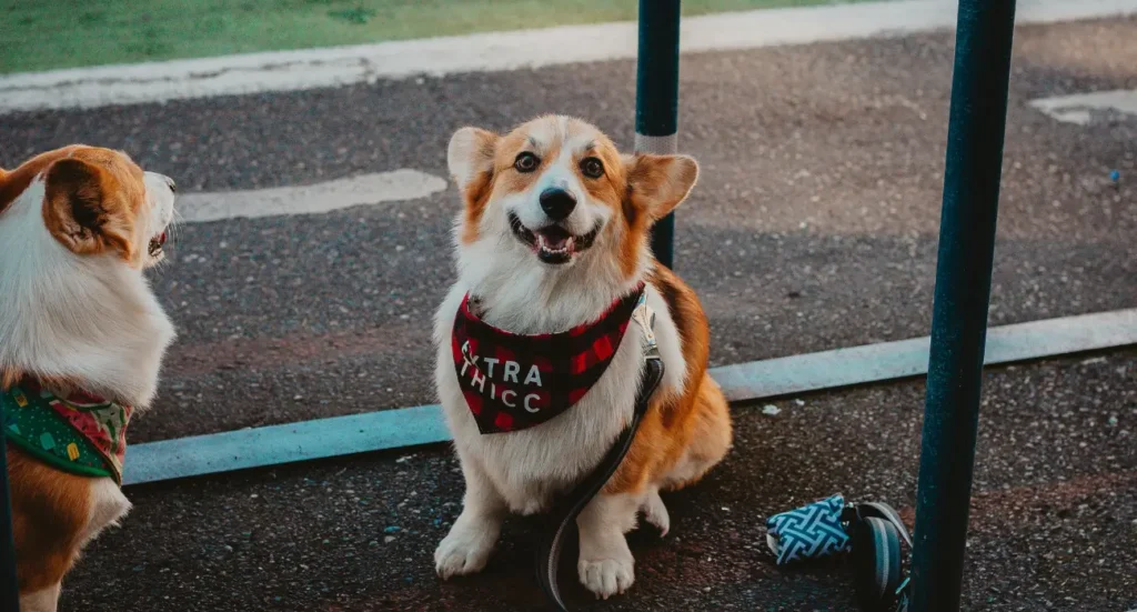 corgi puppy
