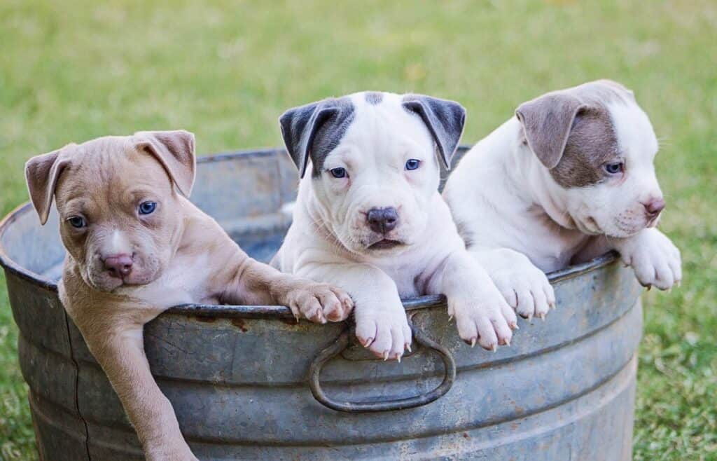cute puppy