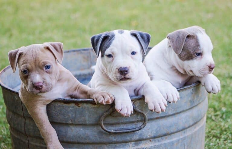 cute puppy