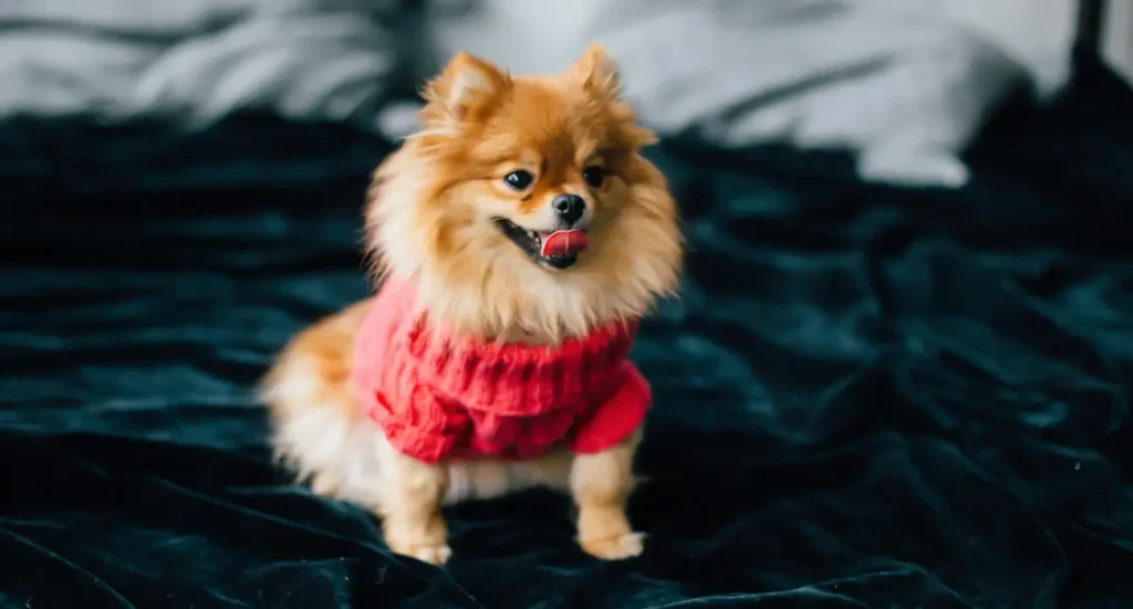 pomeranian puppy
